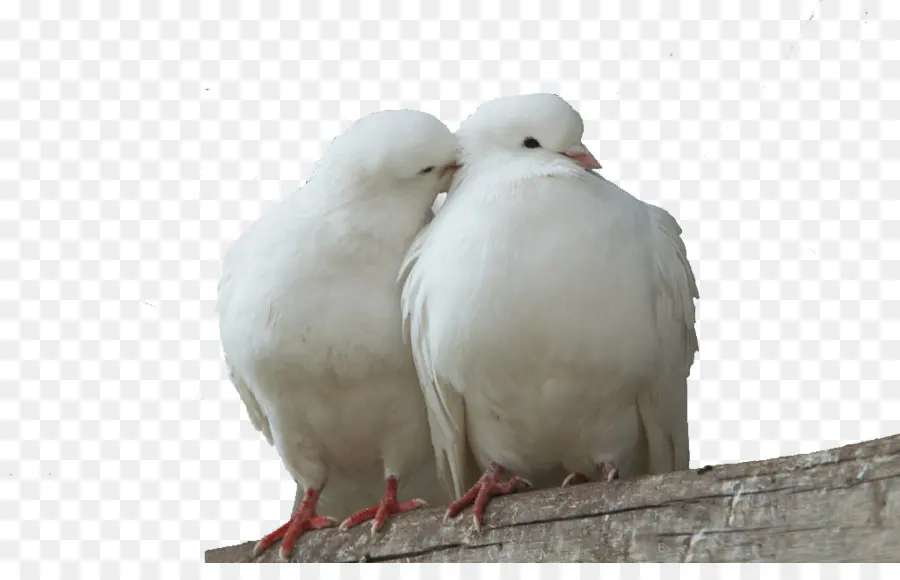 Palomas，Blanco PNG