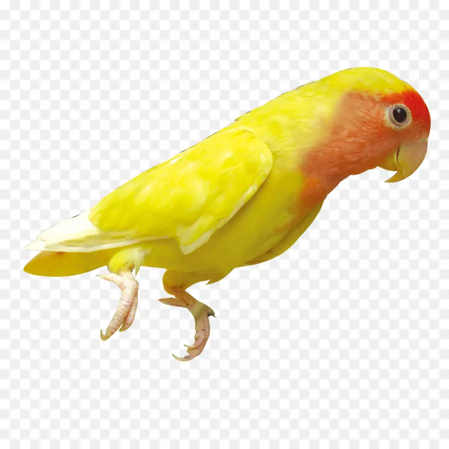 Pájaro Volador，Loro PNG