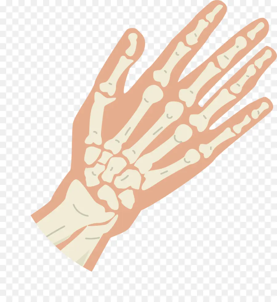 Huesos De La Mano，Esqueleto PNG