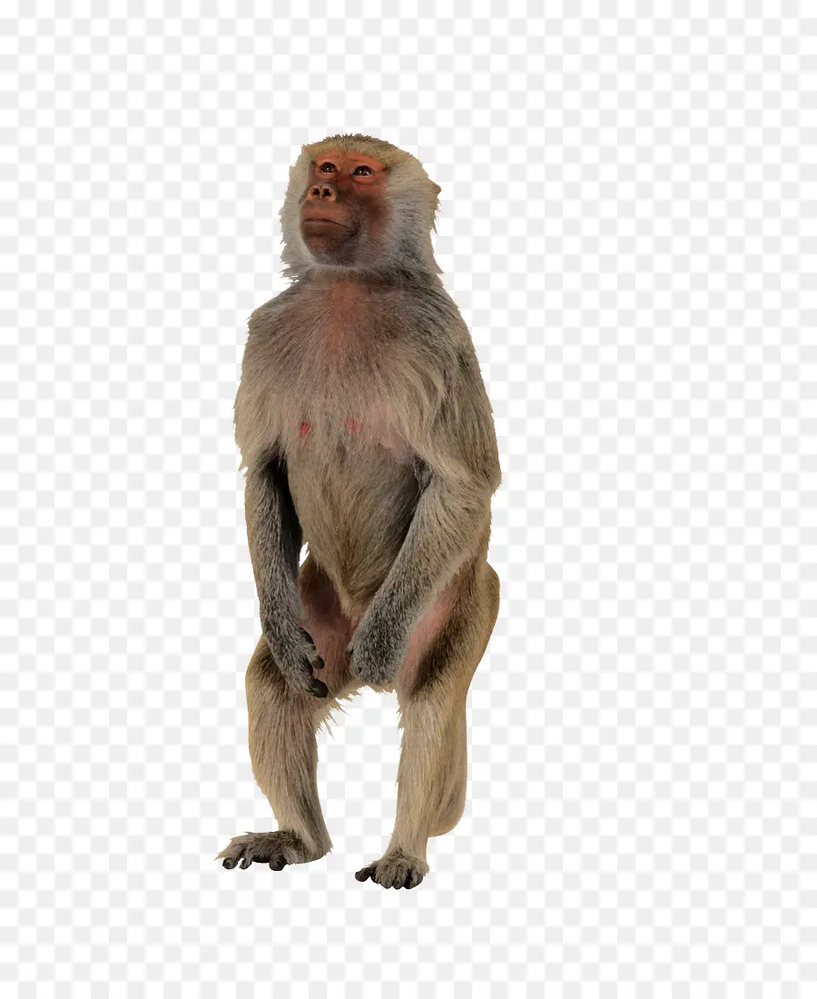 Macaco，Mono PNG