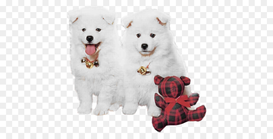 Cachorros Blancos，Lindo PNG