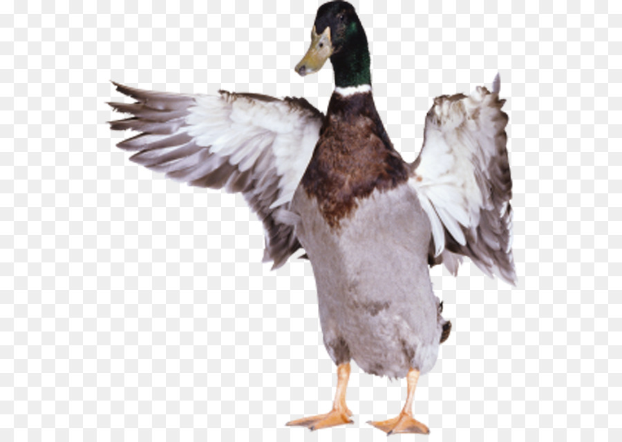 American Pekin，Pato PNG