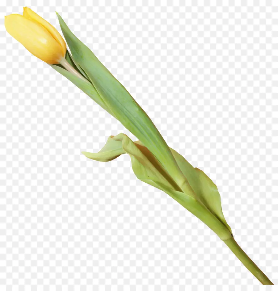 Flor，Tulip PNG