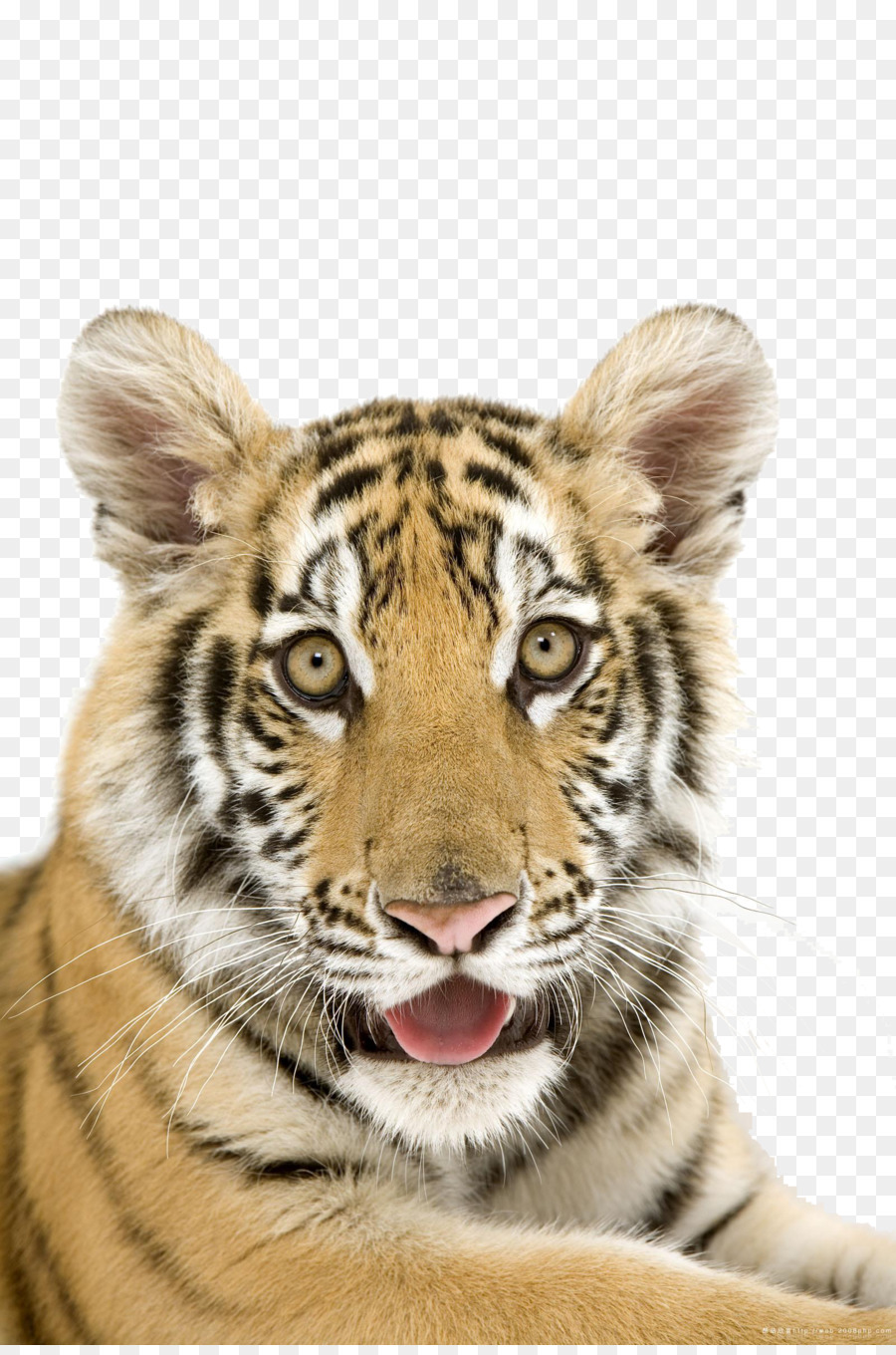 Tigre，Oso Polar PNG