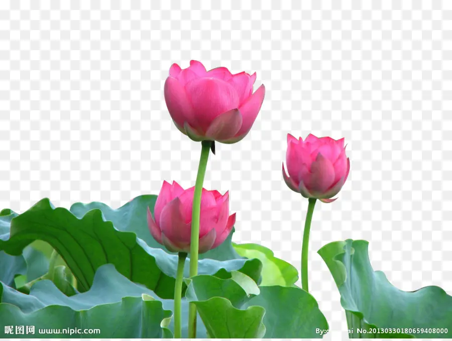 Nelumbo Nucifera，La Fotografía PNG