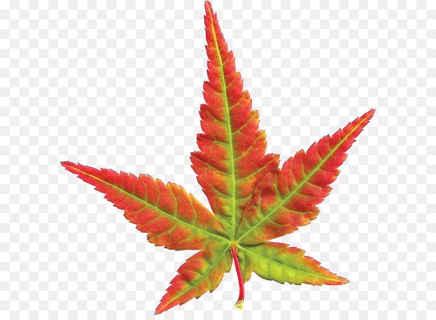 Hoja，árbol PNG