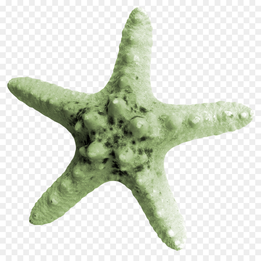 Estrella De Mar Naranja，Marina PNG