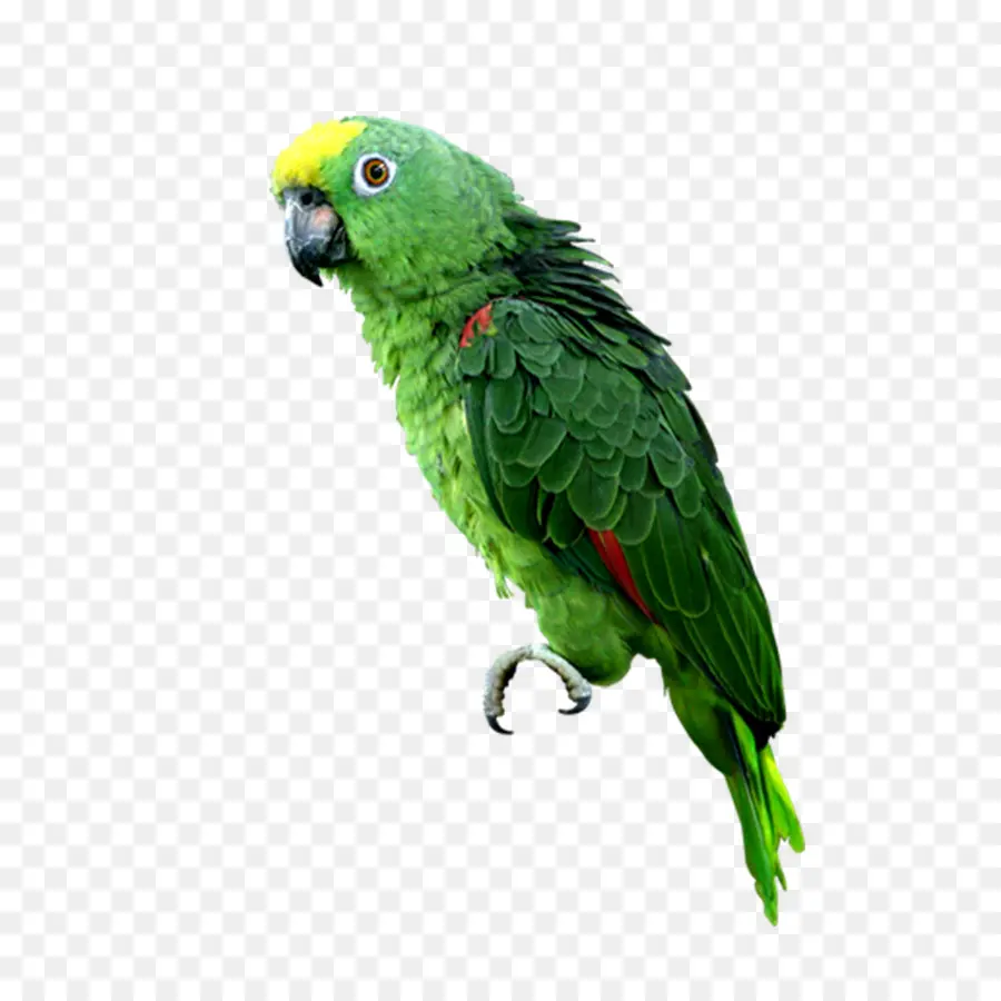 Budgericar，Parrot PNG