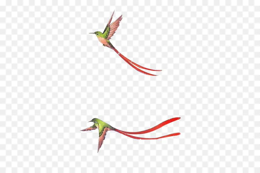 Aves Voladoras，Aves PNG