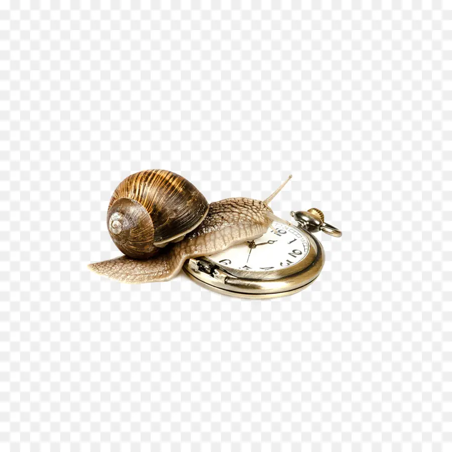 Caracol，Reloj PNG