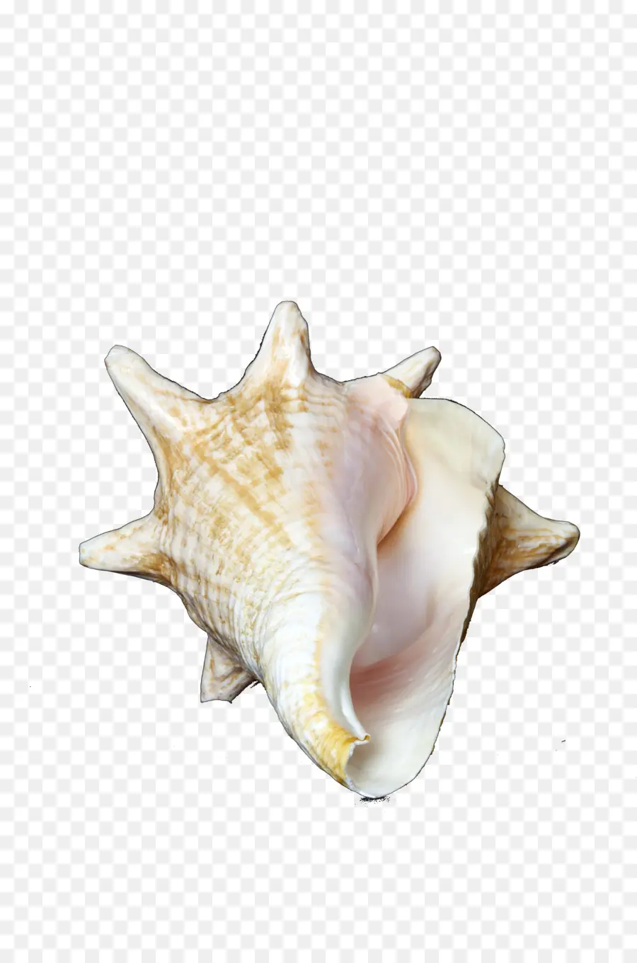 Caracol De Mar，Mar PNG