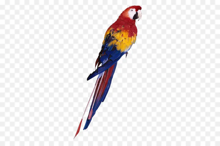 Pájaro Colorido，Plumas PNG