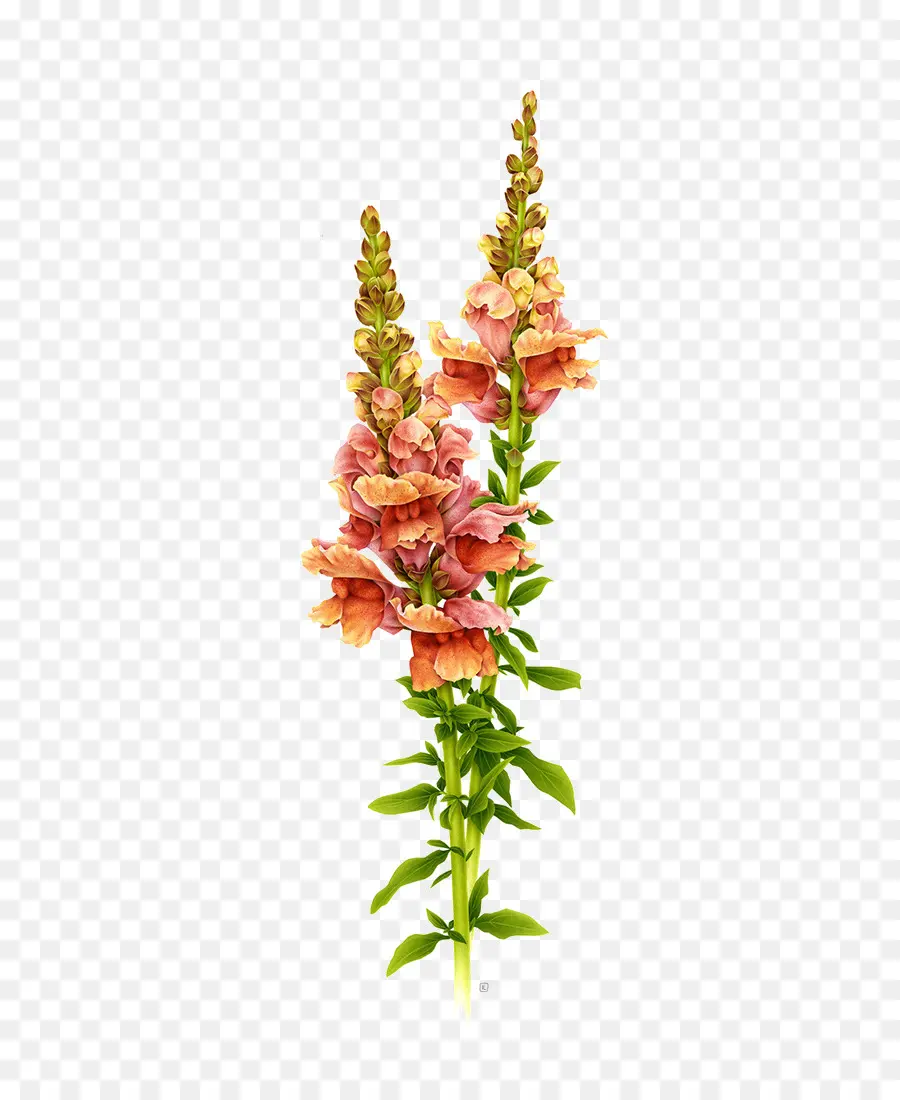 Antirrhinum Majus，Ilustración Botánica PNG