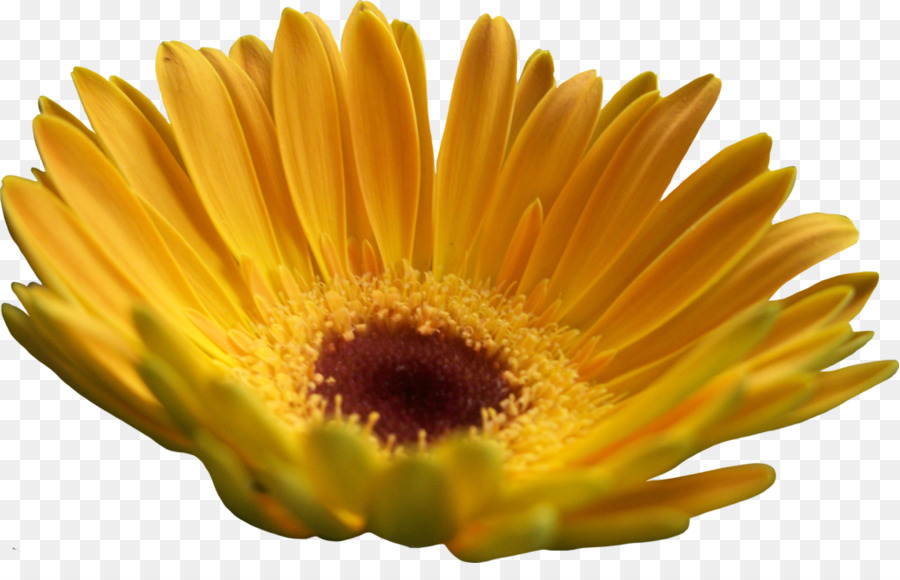 Transvaal Daisy，Amarillo PNG