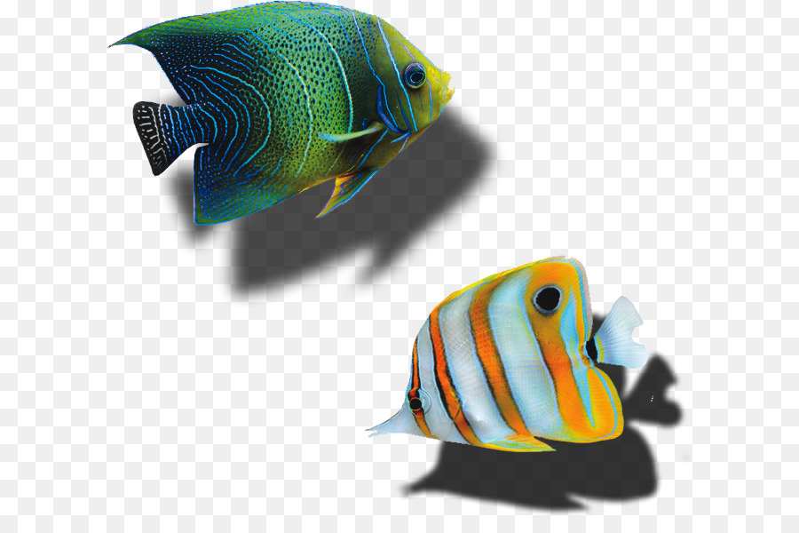 Localizador，La Pesca PNG