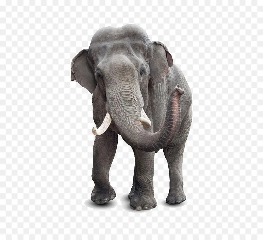 Elefante，Fauna PNG