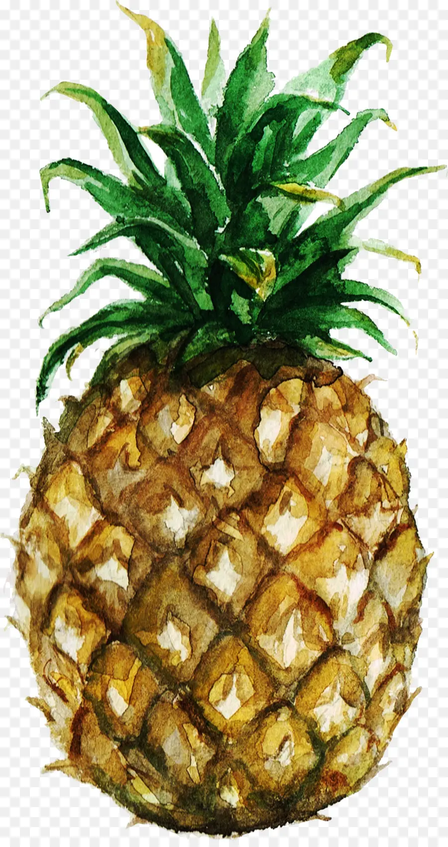 Piña，Pintura A La Acuarela PNG