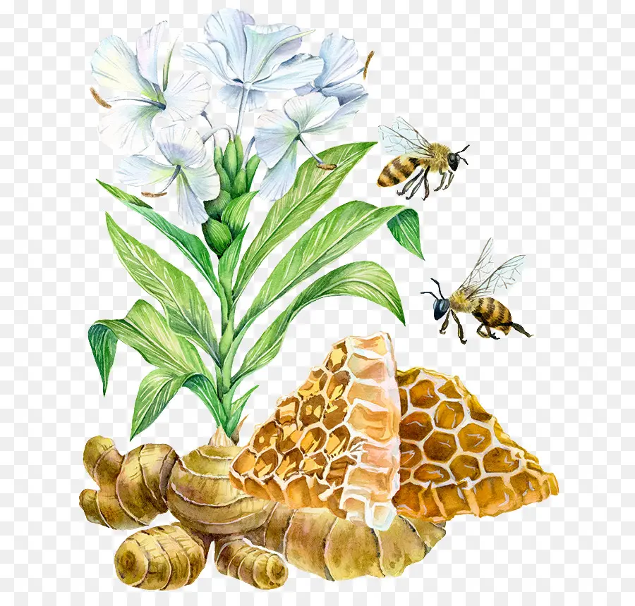 Abejas Y Flores，Panal PNG