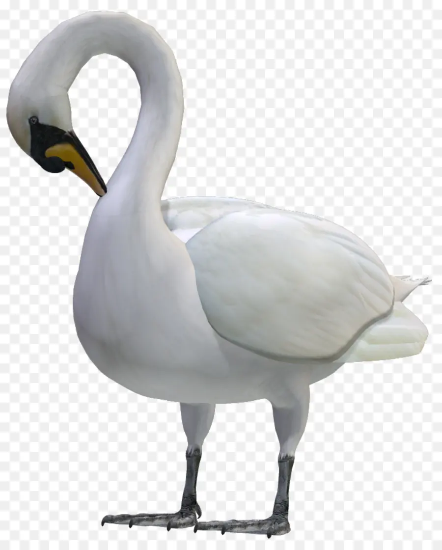 Pájaro，Cisne Negro PNG