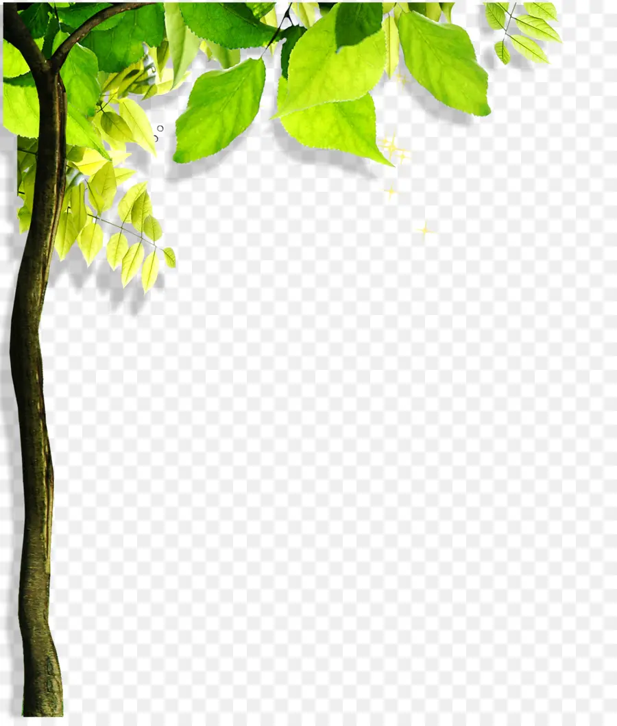 Árbol，Hojas PNG