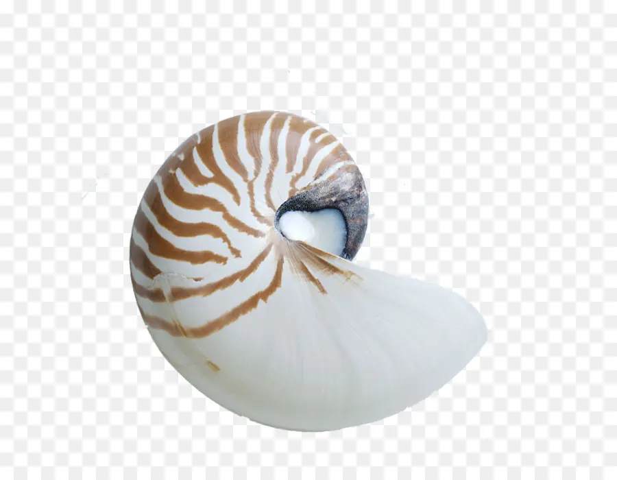 Nautilus De Cámara，Concha PNG