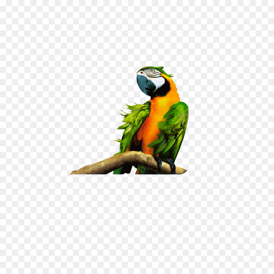 Parrot，El Pájaro PNG