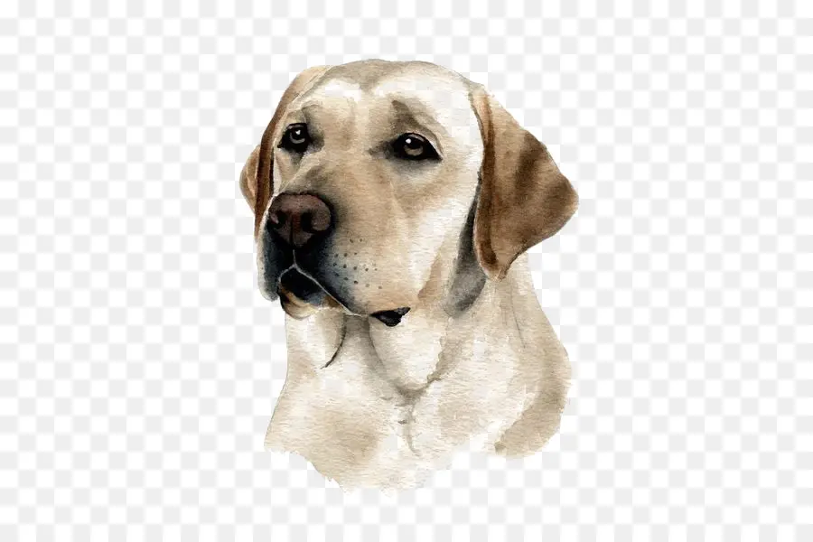 Labrador Retriever，Cachorro PNG