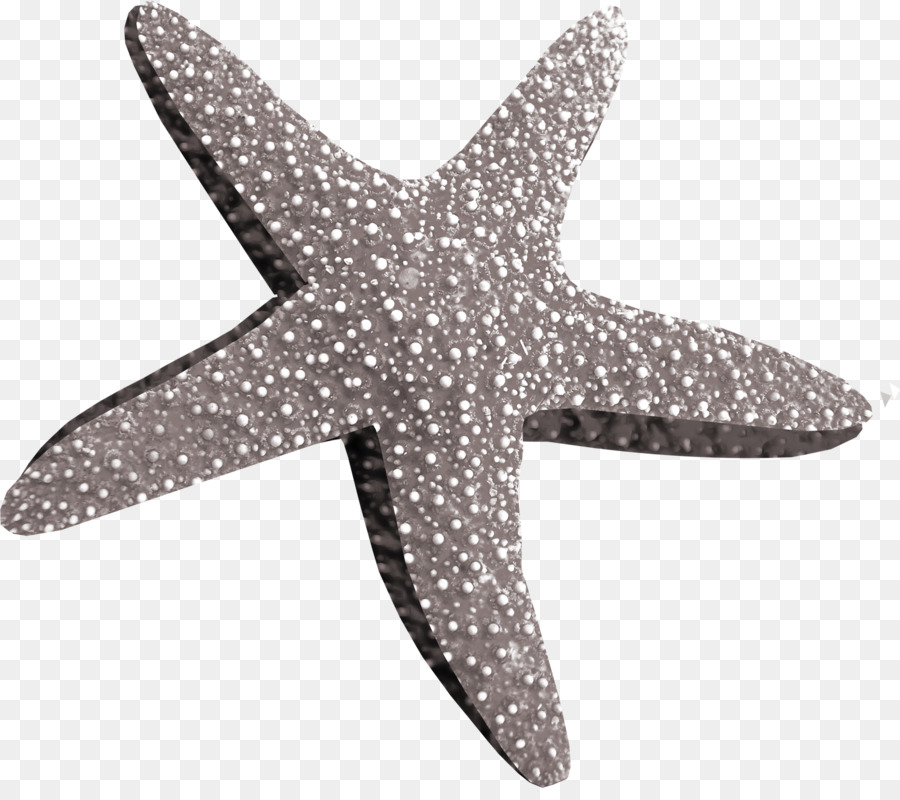 Estrella De Mar，Concha PNG