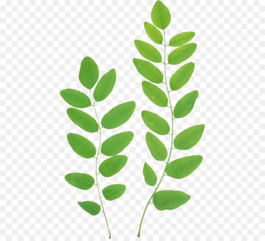 Hojas Verdes，Planta PNG