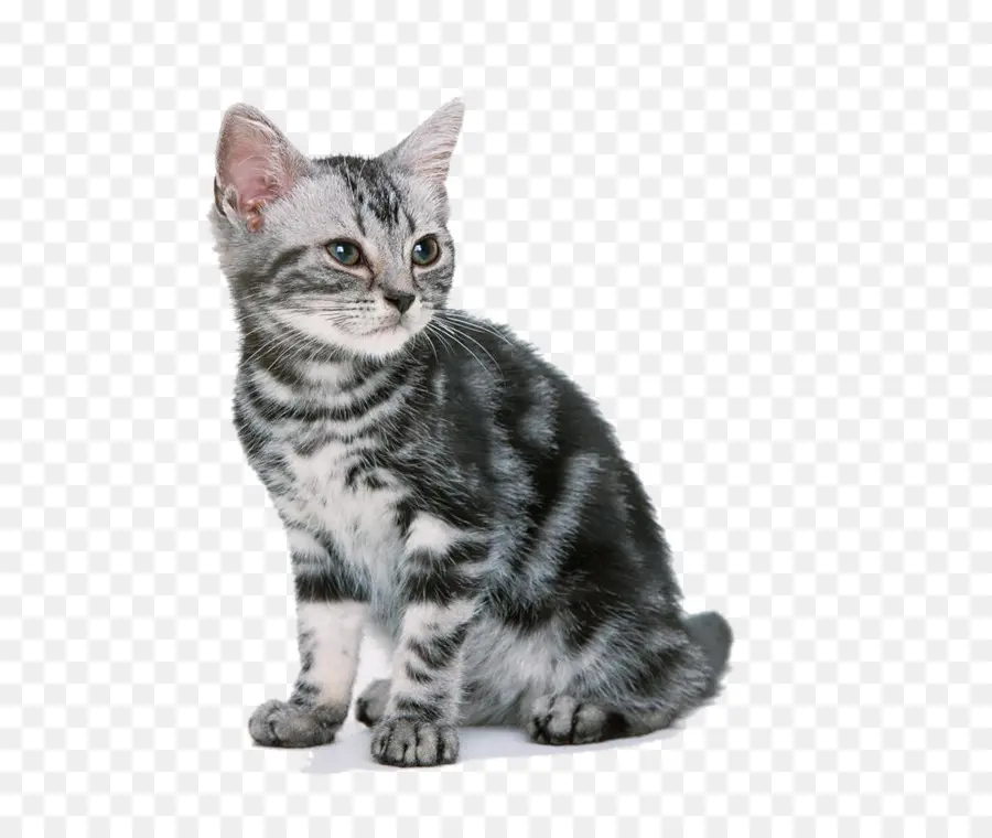 Ragdoll，American Shorthair PNG