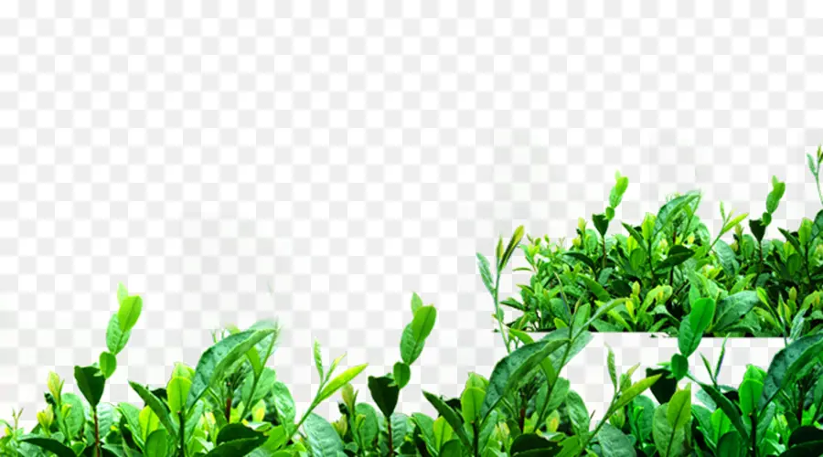 Té，Té Verde PNG