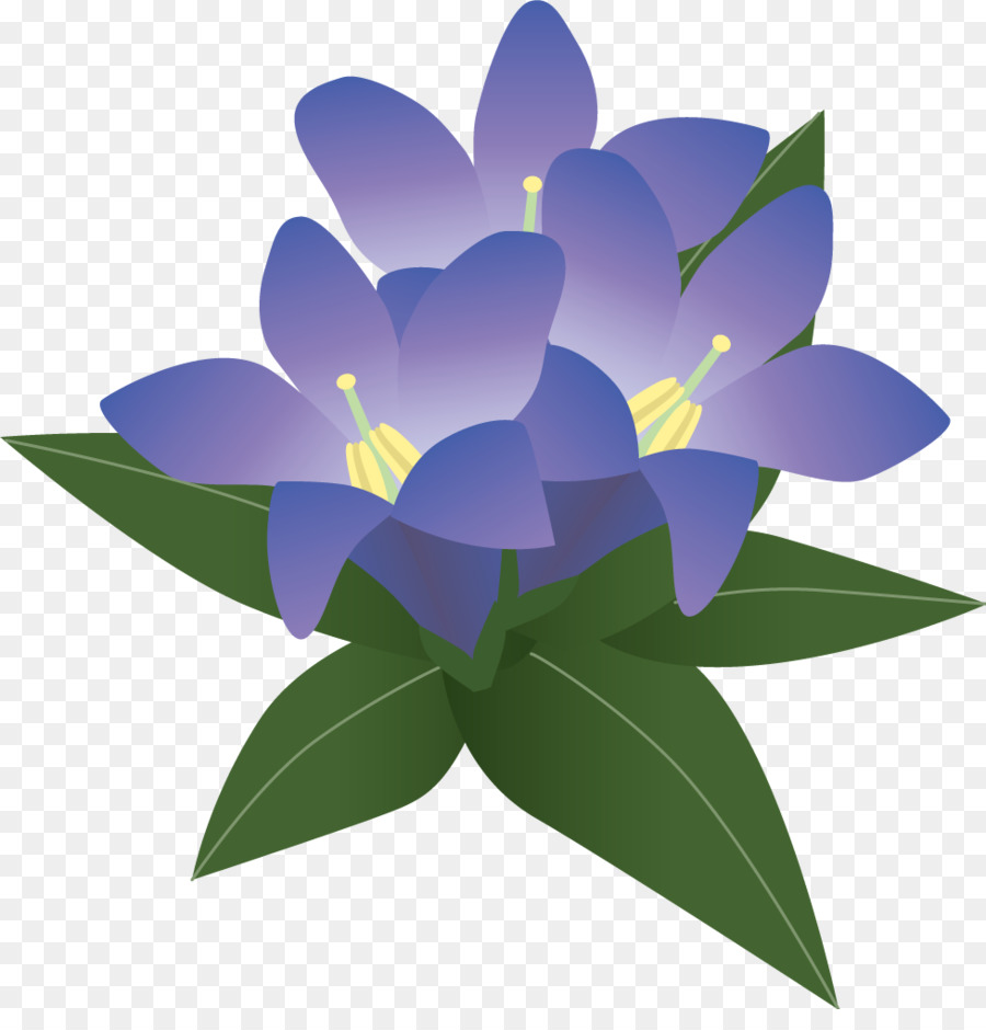 Púrpura，Gentiana Scabra PNG