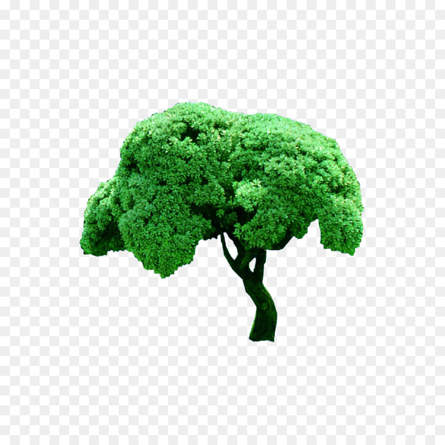 árbol Verde，Naturaleza PNG