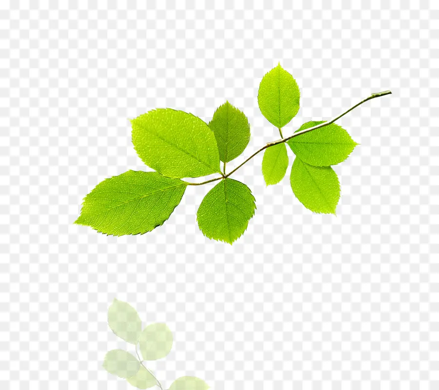 Hoja，árbol PNG