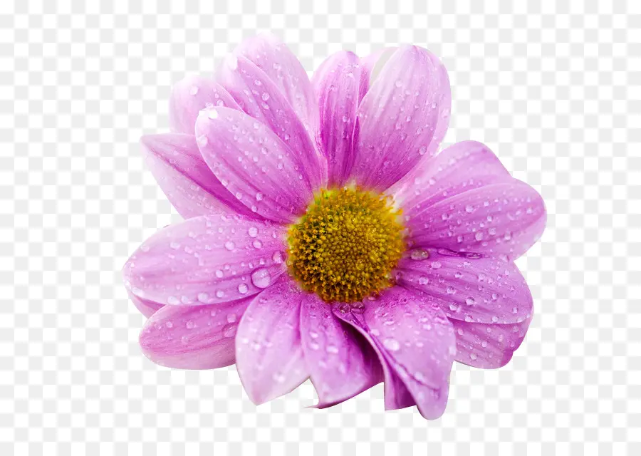 Flor Rosa，Florecer PNG