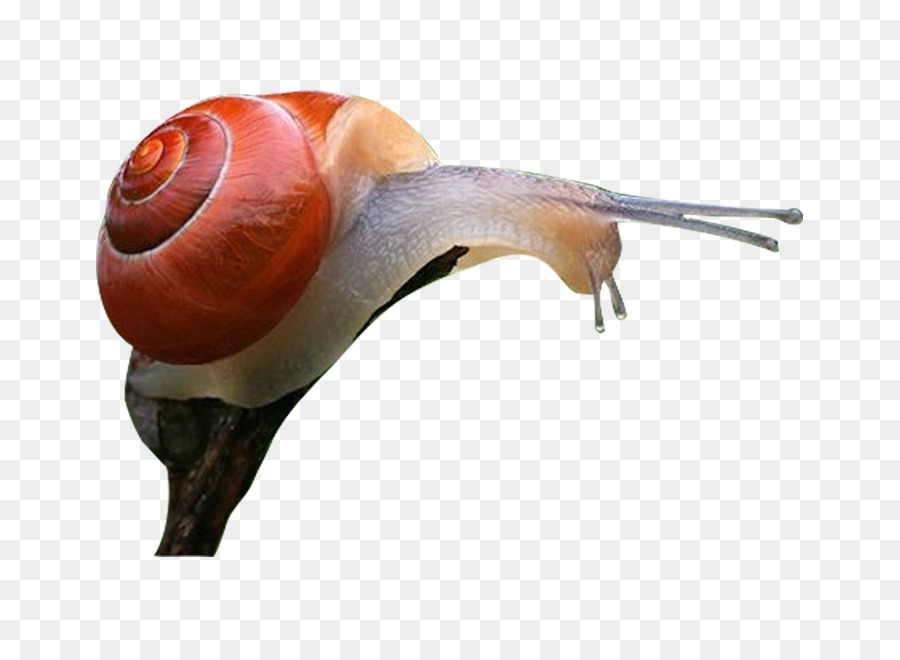 Caracol，Orthogastropoda PNG