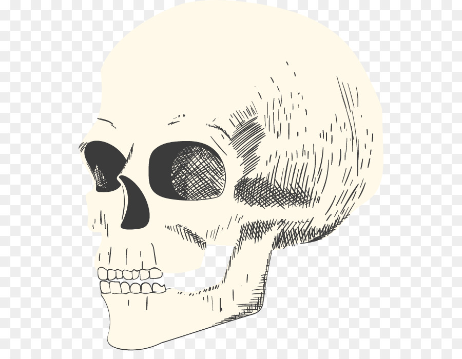 Dibujo De Calavera，Hueso PNG