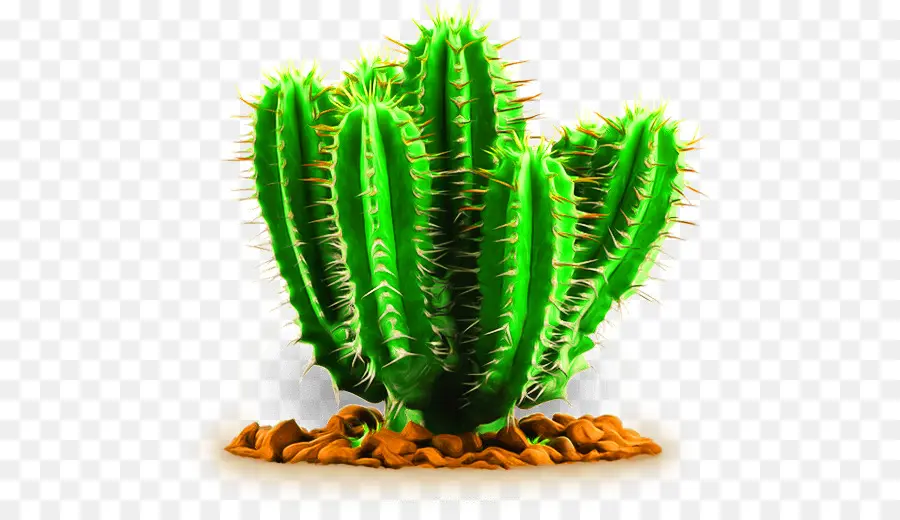 Cactaceae，Planta Suculenta PNG