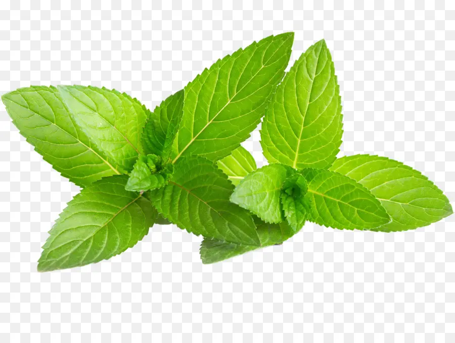 Mojito，Agua De Menta PNG