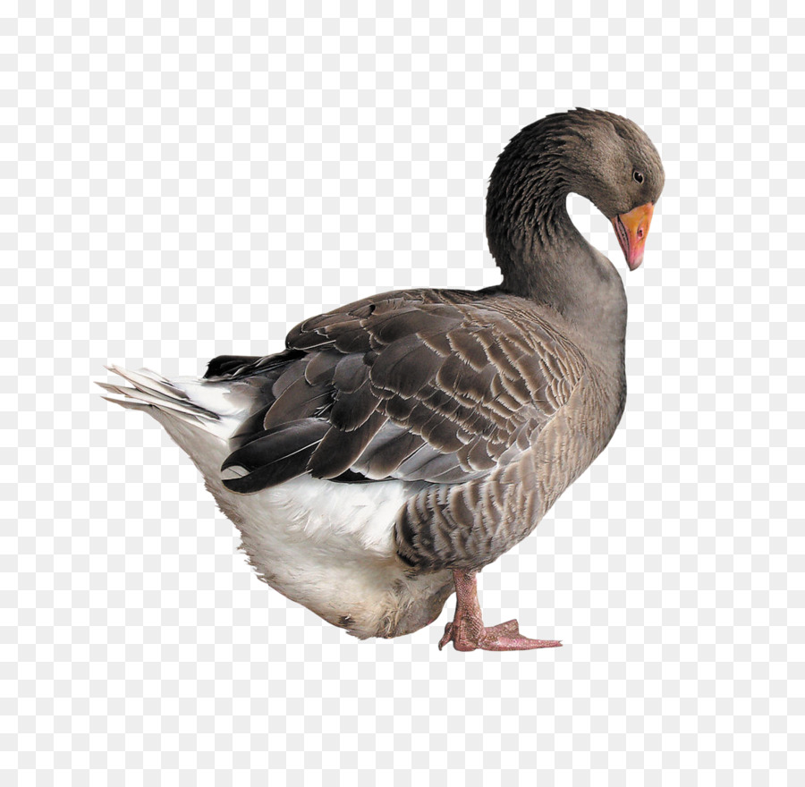 Ganso，Pato PNG