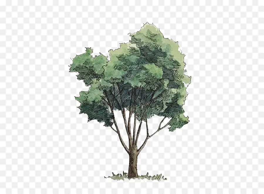 Pintura A La Acuarela，árbol PNG