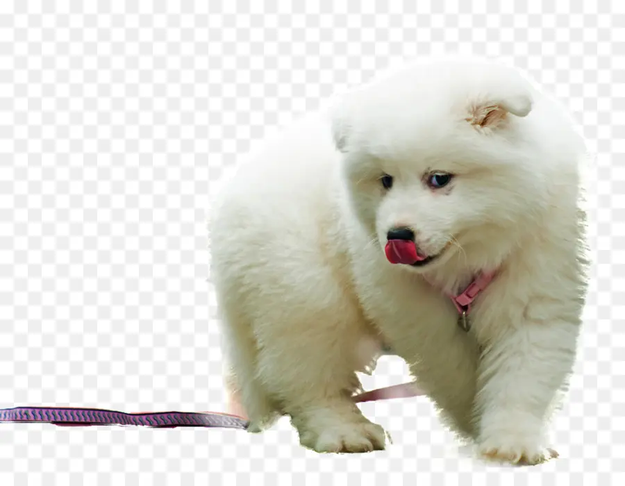 Perro Samoyedo，Spitz Japonés PNG