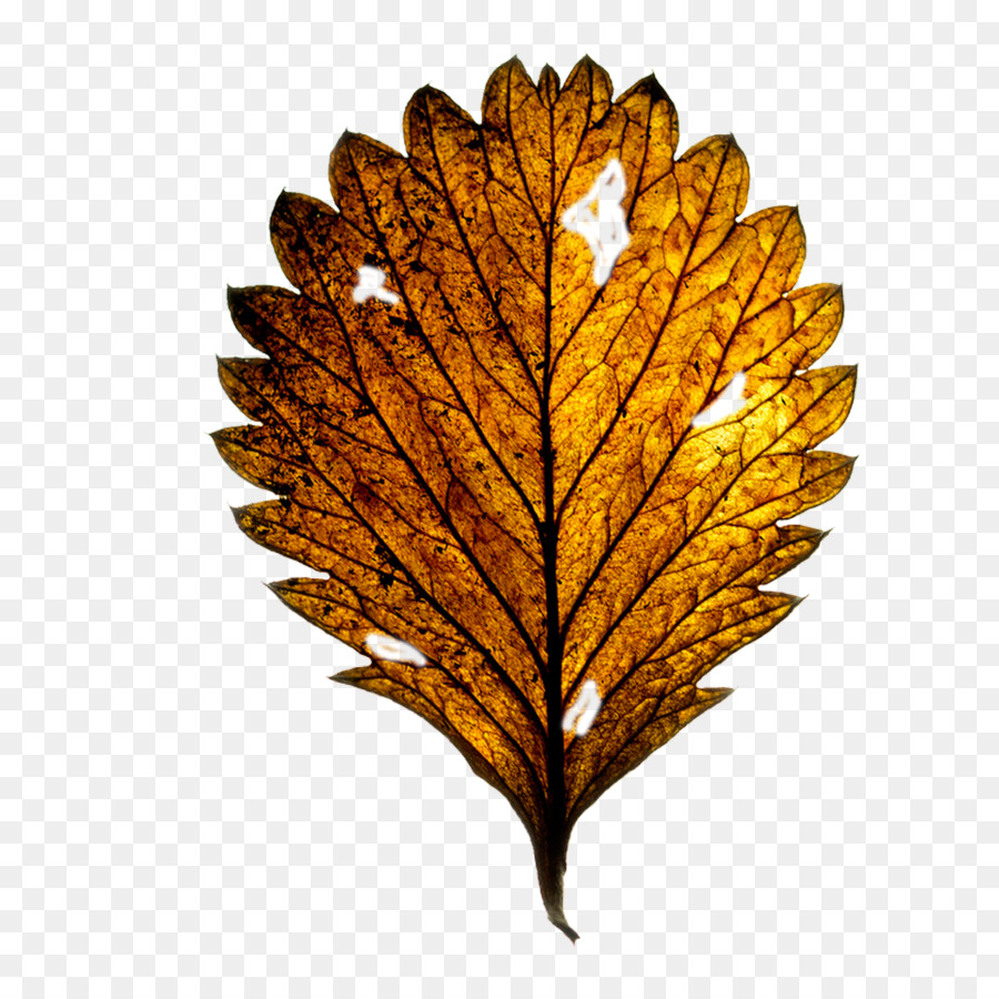 Hoja De Otoño，Naturaleza PNG