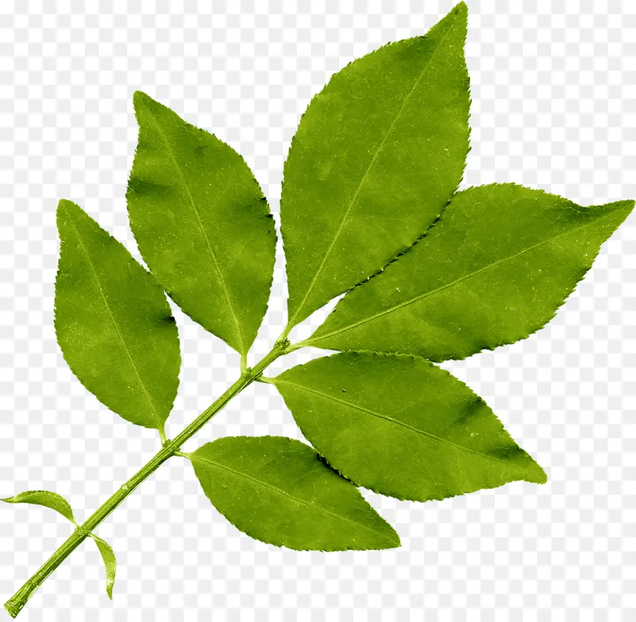 Hoja，Bladnerv PNG