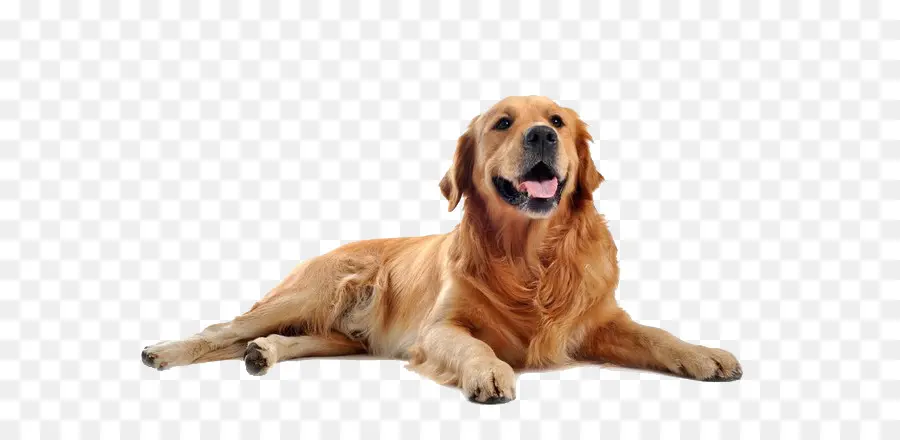 Golden Retriever，Labrador Retriever PNG