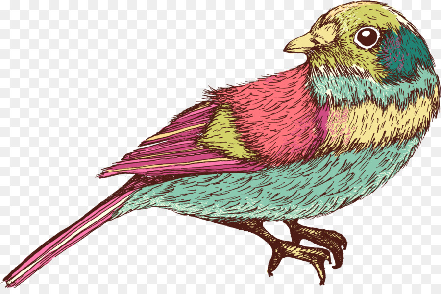 Pájaro，Vistoso PNG