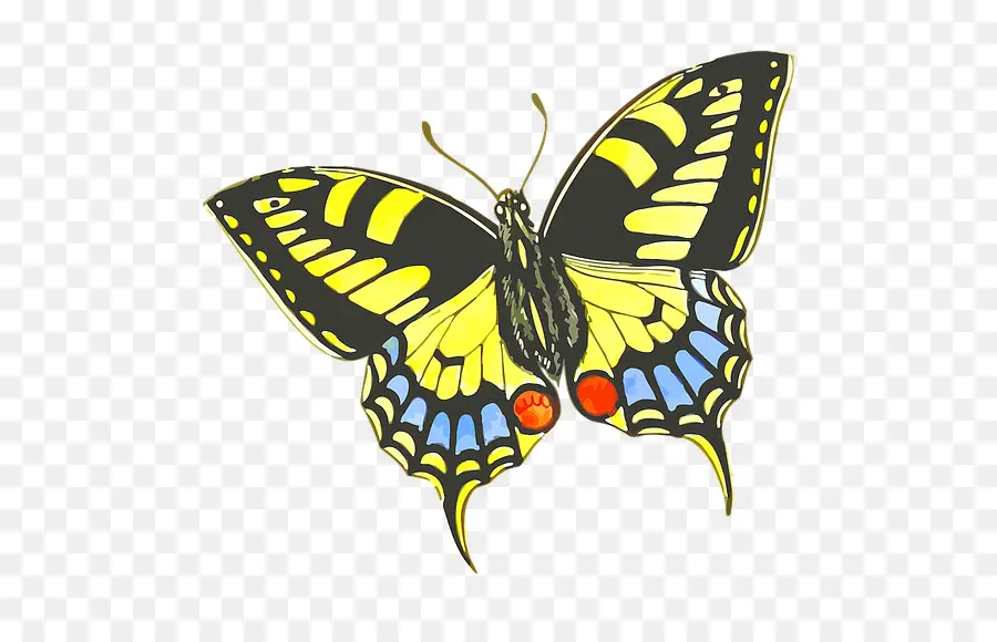 Mariposa，Dibujo PNG