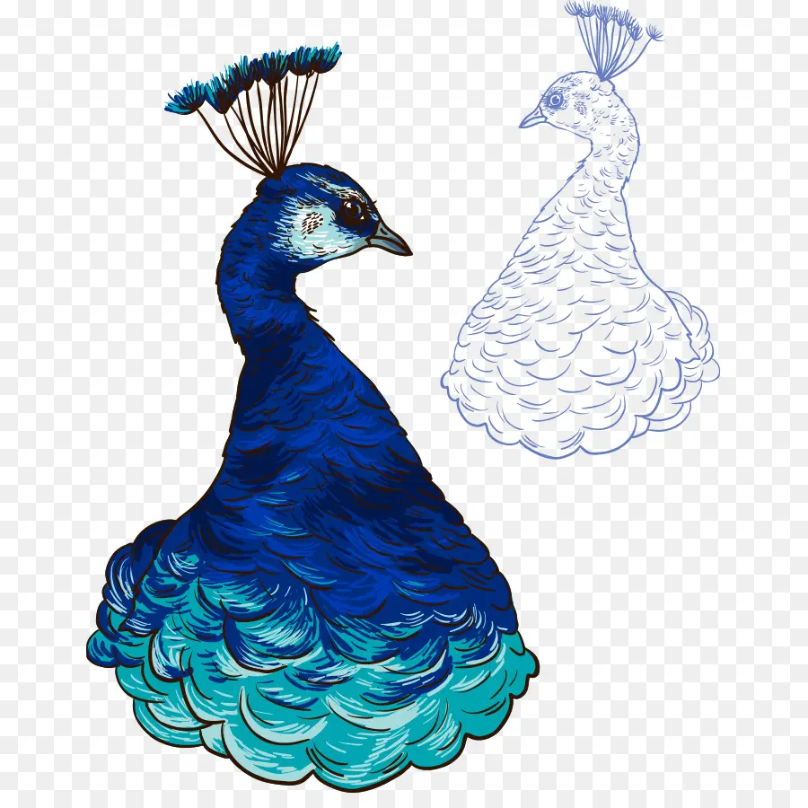 Pavo Real，Pájaro PNG