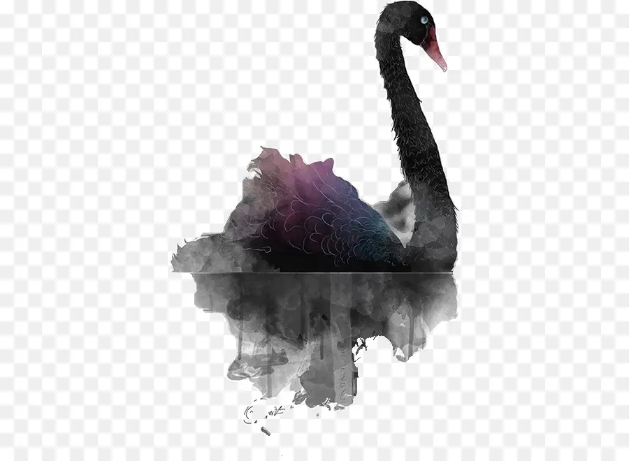 Cisne Negro，Diseño Gráfico PNG