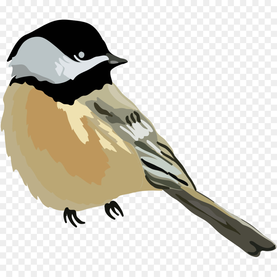 Pájaro Pequeño，Plumas PNG